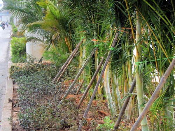 Gầm đường sắt trên cao Cát Linh-Hà Đông có 1.500 cây cau đẻ