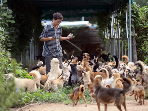 Giải cứu hơn 700 con chó trong suốt 8 năm