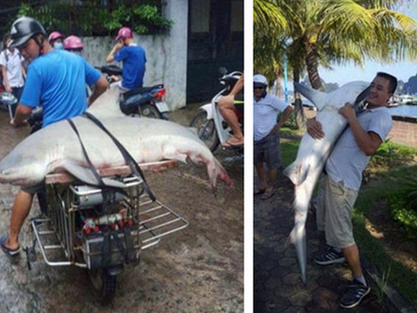 Người "câu được cá mập ở vịnh Hạ Long": Phải ghì chặt và mất 2 giờ đưa cá lên thuyền
