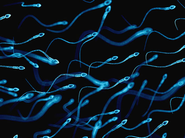 Tinh dịch đàn ông là "ổ" virus