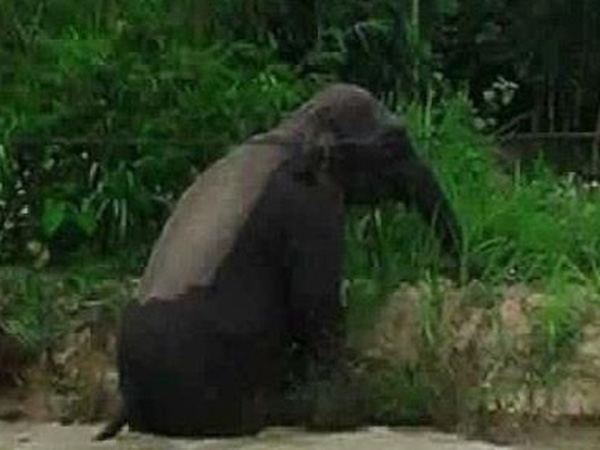 Sơn La: Người dân hốt hoảng vì voi rừng tắm ở ao cá, ngủ tại chuồng bò