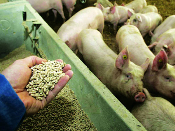 Lợn, gà "ăn" kháng sinh vô tội vạ, con người chịu thảm họa