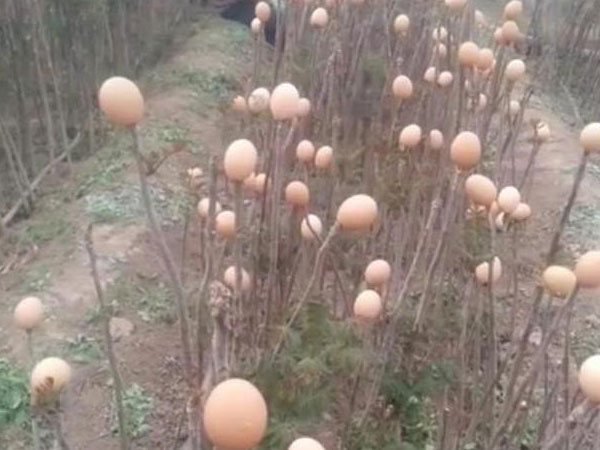 Ai cũng ngạc nhiên khi thấy cây "nở ra trứng gà" nhưng sự thật còn bất ngờ hơn nữa