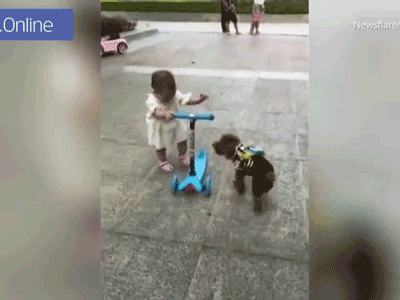 Chó cướp scooter của em bé, lái đi thoăn thoắt