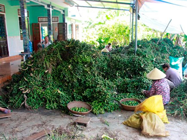 Thương lái săn lùng cau non xuất sang Trung Quốc