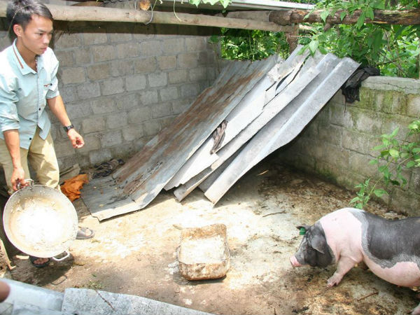 Giật mình một con lợn giống cấp cho hộ nghèo có giá 7 triệu đồng