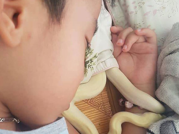 Hải Phòng: Bố mẹ nuôi trăn làm thú cưng, con trai 8 tuổi cứ tối đến là bế lên giường ngủ