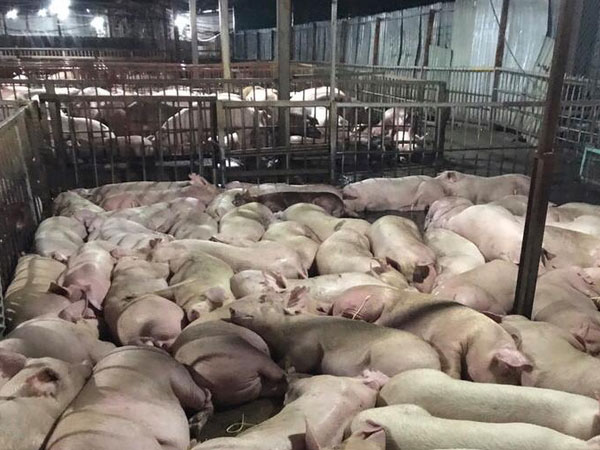Vì sao lợn trước khi giết mổ bị tiêm thuốc an thần?