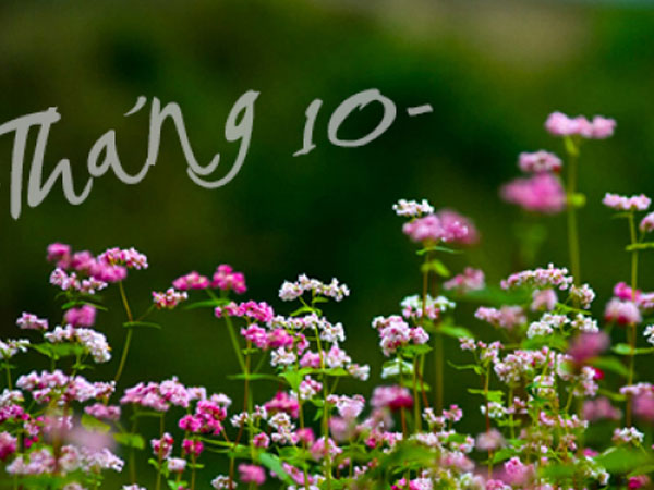 Tử vi tháng 10/2017 mới nhất, chuẩn nhất của 12 con giáp