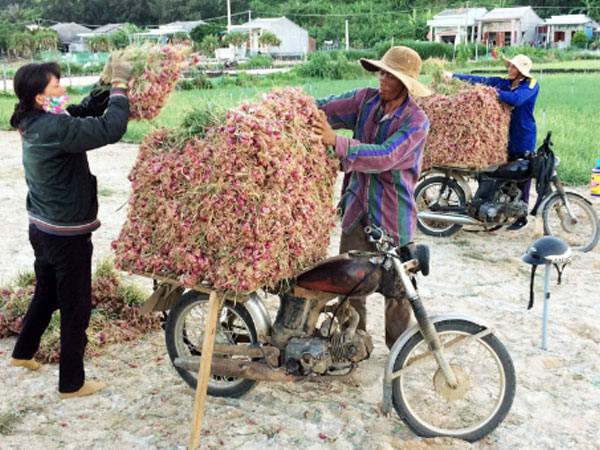 Hành tím Lý Sơn giá cao nhất từ trước đến nay
