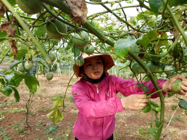 Xử phạt một thương lái Trung Quốc thu mua chanh dây trái phép
