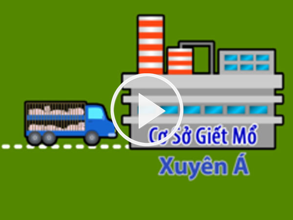 Video: Lỗ hổng trong quy trình kiểm soát khiến 4.000 heo bị tiêm thuốc