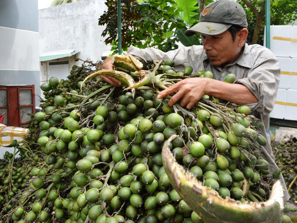 Tận thu cau non, tiểu thương ôm "quả đắng" vì thương lái Trung Quốc