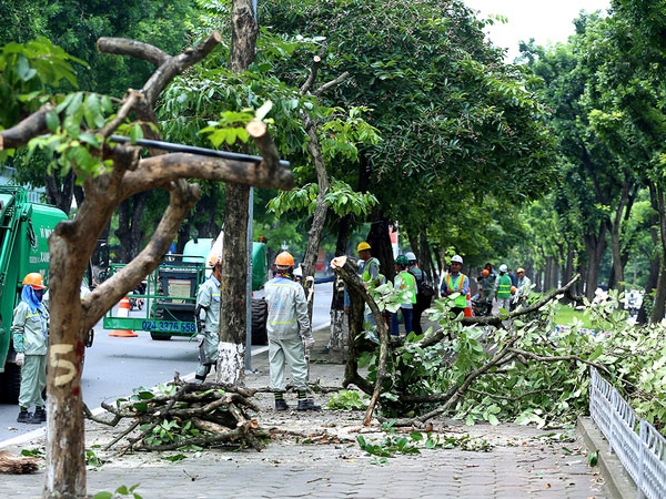 Hàng bằng lăng trên đường Kim Mã bị cắt tỉa để di dời
