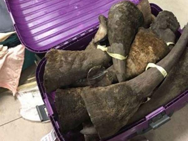 Truy tìm thanh niên mang hơn 2,6kg sừng tê giác qua cửa khẩu Sân bay Tân Sơn Nhất