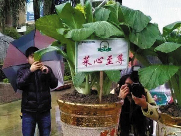 Mua vàng còn rẻ hơn 4 loại rau siêu đắt đỏ này