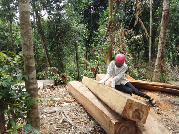 Bắt nguyên giám đốc bị cáo buộc hủy hoại 49ha rừng