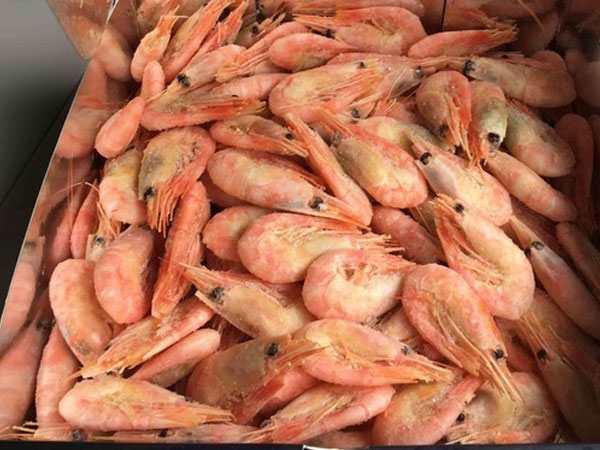 Ăn siêu sạch: Mẹ Việt săn tôm Bắc Cực sống dưới băng tuyết 1.000 mét