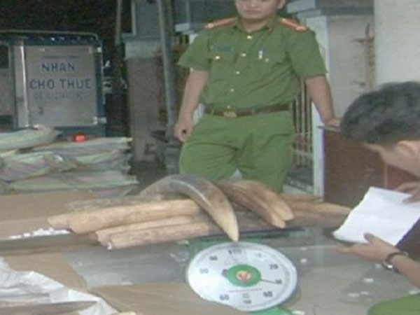 Chiến sĩ biên phòng tham gia vận chuyển lậu gần 1,5 tấn ngà voi