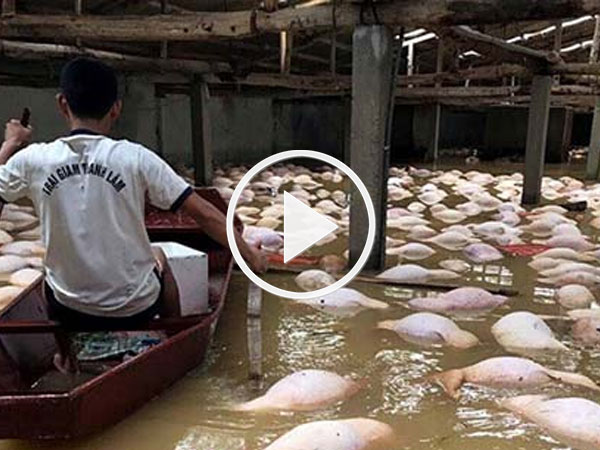 Video: Người phụ nữ khóc nức nở bên đàn lợn chạy lũ ở triền đê