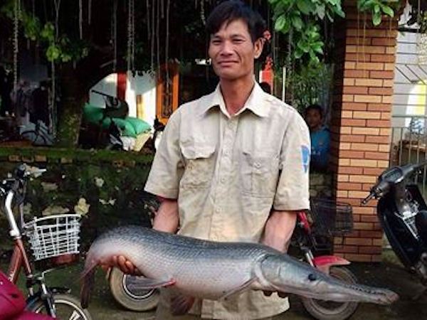 Thanh Hóa: Dân bắt được cá sấu hỏa tiễn “khủng” trong lũ