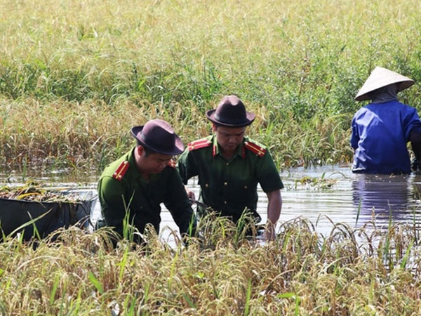 Công an ngâm mình dưới nước thu hoạch lúa giúp dân