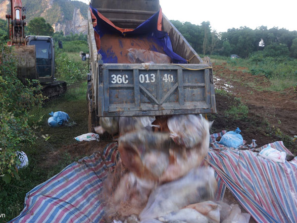 Tiêu hủy đàn lợn ở Thanh Hóa chết trong nước lũ