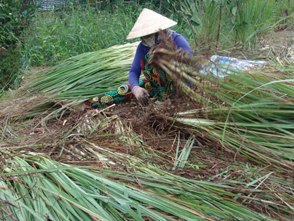 Giá sả rớt kỷ lục còn 2.000 đồng/kg, nông dân đốt bỏ cả vườn