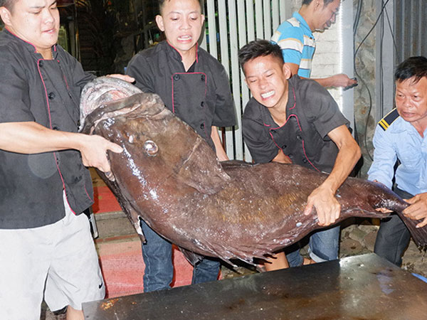 “Thủy quái” nặng hơn 1 tạ được đưa từ vịnh Thái Lan về Hà Nội