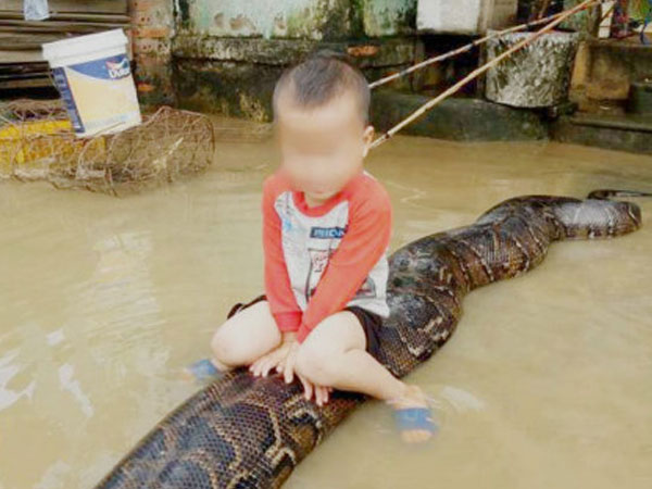 Bé trai cưỡi trăn ở Thanh Hóa: Xử phạt gia đình nuôi trăn 3 triệu đồng