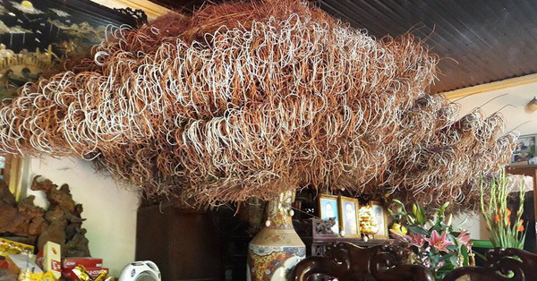 Dân mạng trầm trồ kinh ngạc với bát hương đầy ụ chân nhang, cao đụng nóc nhà như cây đại thụ của một gia đình tại Phú Thọ
