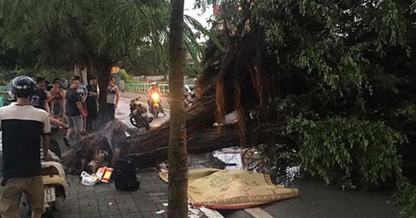 Cây bật gốc đè chết người trong mưa giông: 'Phải loại bỏ những cây quá già chứ không thể giữ vĩnh cửu'