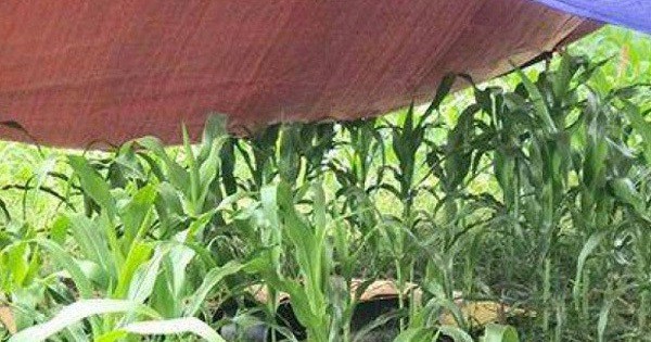 Hé lộ nguyên nhân người phụ nữ tử vong bất thường giữa cánh đồng ngô ở Hòa Bình